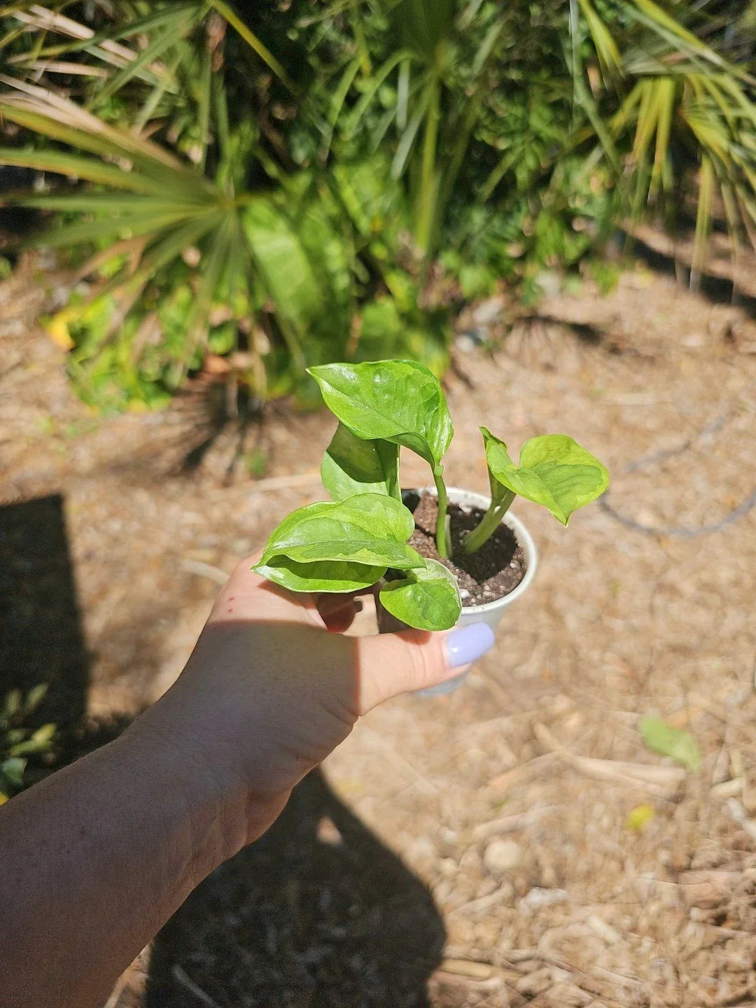 Lemon Meringue Pothos Live Plant in 2.5" Pot, Epipremnum aureum, Indoor Houseplant, Variegated Greenery, Easy Care Trailing Plant