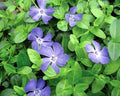 Creeping Myrtle Vinca Minor Ground Cover Plants - 35 Pack, Blue Flowering Shade Perennial, Low Maintenance, Drought-Resistant