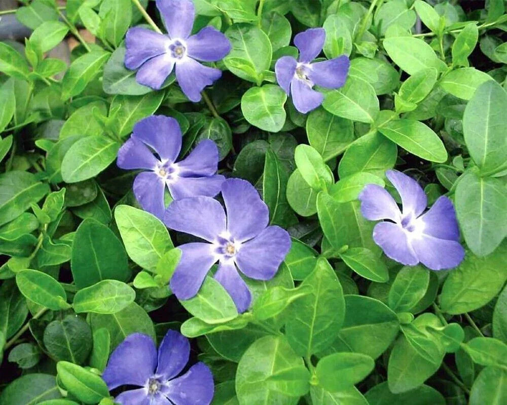 Creeping Myrtle Vinca Minor Ground Cover Plants - 35 Pack, Blue Flowering Shade Perennial, Low Maintenance, Drought-Resistant