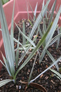 Nannorrhops Ritchiana Live Plant - Silver Mazari Palm, 1 Year Old, Indoor/Outdoor Drought-Resistant Palm, Tropical Garden Plant