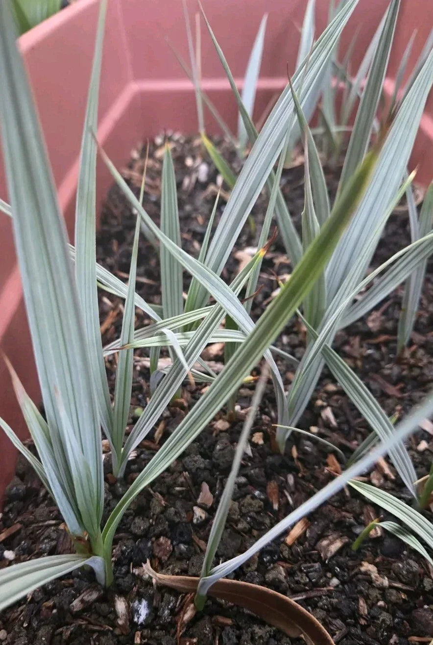 Nannorrhops Ritchiana Live Plant - Silver Mazari Palm, 1 Year Old, Indoor/Outdoor Drought-Resistant Palm, Tropical Garden Plant
