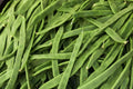 Romano Pole Bean Seeds - 20 Seeds - Qing Bian Variety - Climbing Phaseolus vulgaris for Vegetable Garden, Trellis, Full Sun