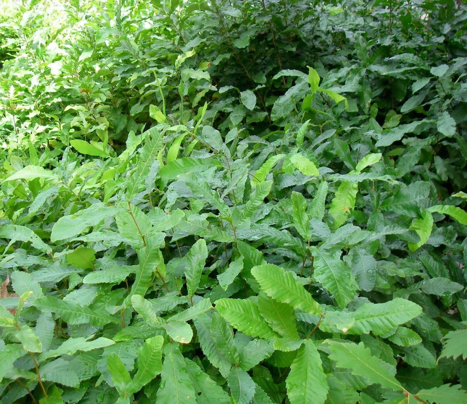 Bare Root Sawtooth Oak Saplings Pack of 5 | Quercus acutissima | 12-24 Inches Tall Deciduous Tree