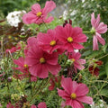 Cosmos Seeds 200 Count Dazzler Variety Non-GMO Flowers for Pollinators & Butterflies Cosmos bipinnatus