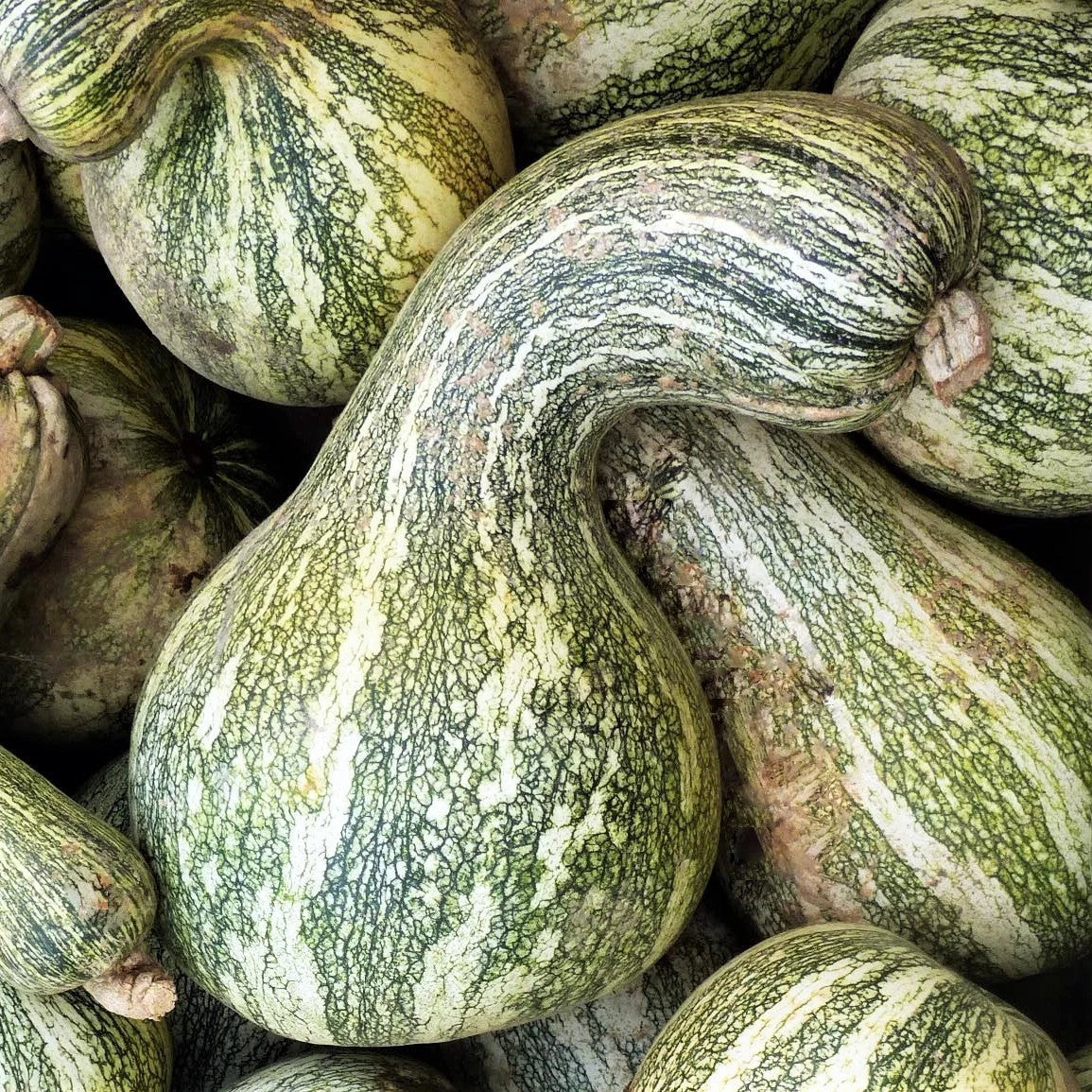 Cushaw Seeds 20+ Count Green Striped Variety Cucurbita mixta for Garden Planting 2025