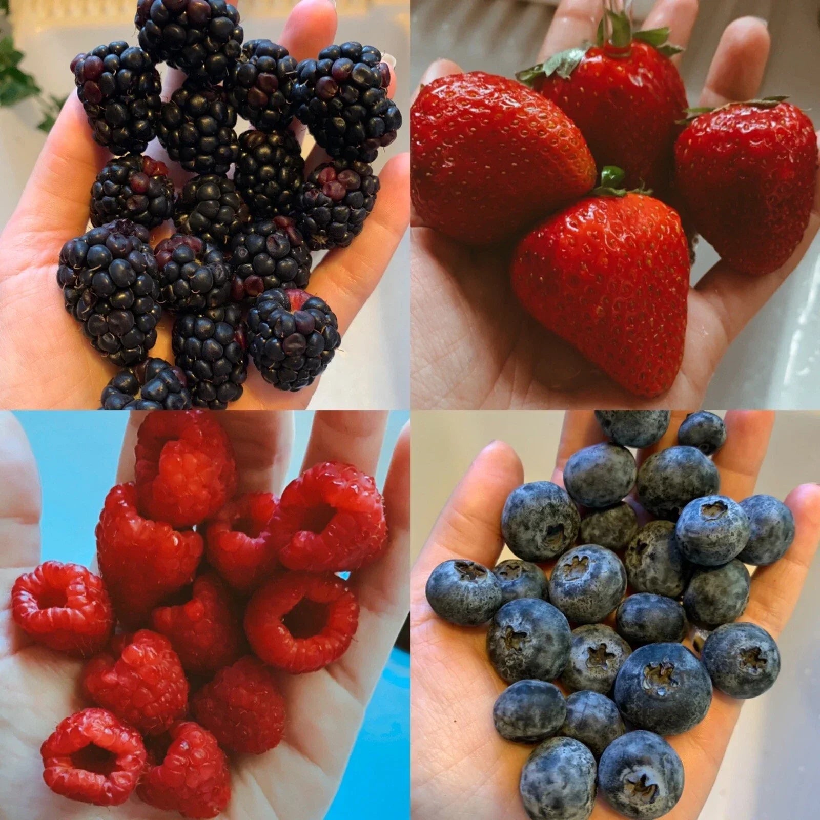 Mixed Berry Seeds Pack – Organic Non-GMO Fruit Seeds for Garden, Container, or Raised Bed, Includes Strawberries, Blueberries, Raspberries & Blackberries