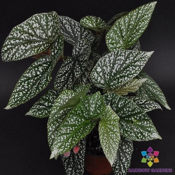 Snow Capped Begonia Seeds - 25+ Begonia x tuberhybrida for Garden & Container Planting