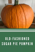 Sugar Pie Pumpkin Seeds - Heirloom Organic Non-GMO for Baking - Cucurbita pepo, 10+ Seeds for Home Garden Cultivation