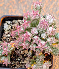 Rare Pink Euphorbia Mammillaris Variegata Succulent - 2" Rooted Indian Corn Cob Plant