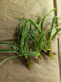Reverse Variegated Spider Plant Pups - Air Purifying, Easy Care, Chlorophytum comosum, Indoor Plant, Hanging Basket, Propagatable