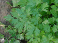 Parsley Seeds - 100 Count - Dark Green Italian Flat Leaf - Petroselinum crispum - Herb for Culinary Gardens