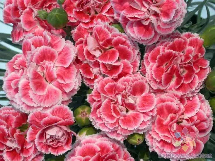 Coral Reef Carnation Seeds - 200+ Count, Dianthus caryophyllus, Garden Flower Seeds for Borders, Containers & Cut Flowers