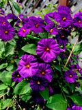 Lycianthes rantonnetii Kangaroo Apple Live Perennial Plant, 6-8 Inch Tall, Blue Purple Flowers, Indoor Outdoor Garden