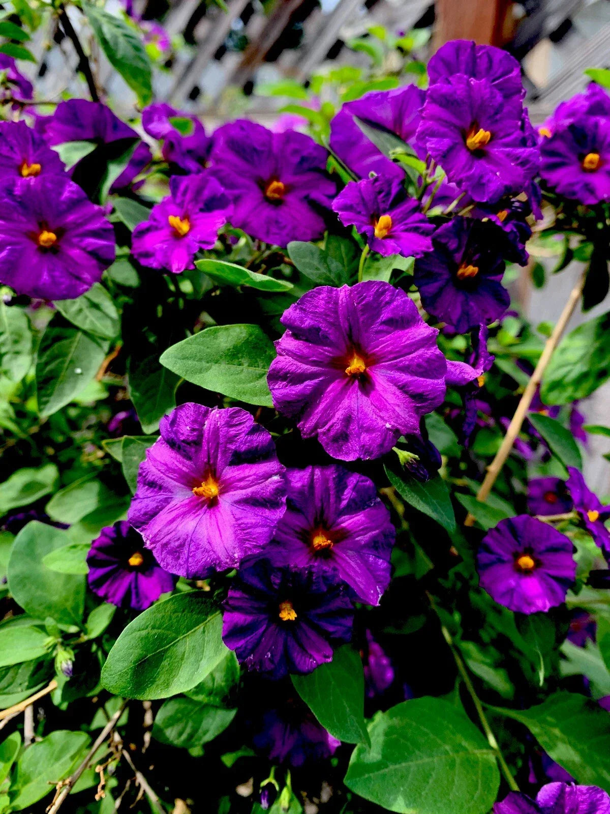 Lycianthes rantonnetii Kangaroo Apple Live Perennial Plant, 6-8 Inch Tall, Blue Purple Flowers, Indoor Outdoor Garden
