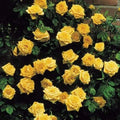 Climbing Yellow Rose Seeds - Perennial Flower Seeds for Garden Trellises - Rosa 'Climbing Yellow'