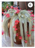 Monkey Tail Cactus Cutting 8-inch Succulent Plant Rhipsalis baccifera Indoor Decor