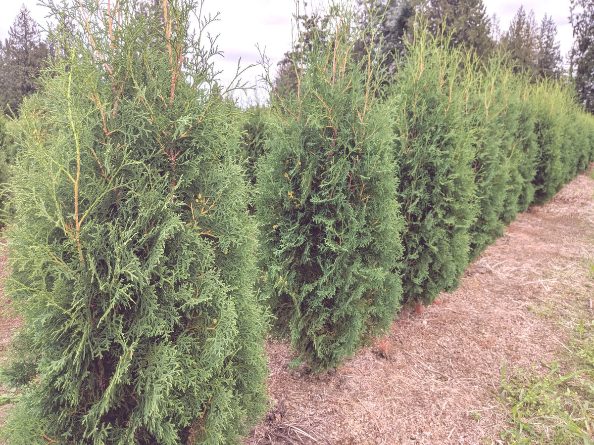 Thuja Occidentalis 'Brandon' Live Bare Root Tree - Evergreen Pyramidal Starter Plant 8-12"