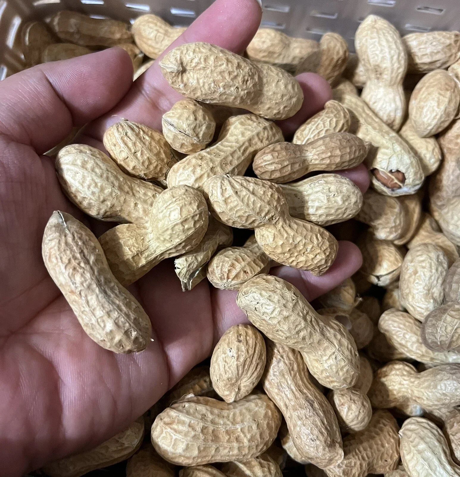 Virginia Jumbo Peanut Seeds - Organic Heirloom Arachis hypogaea, Open Pollinated, 35+ Seeds for Home Garden, Bush Type, Edible Peanuts