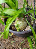 Pregnant Onion Plant - Starter Albuca bracteata with Pups - Exotic Houseplant with Bulbous Growth
