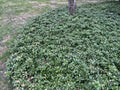 Pachysandra Ground Cover Plants - 20 Well-Established Plants with Roots - Pachysandra terminalis for Shade Gardens