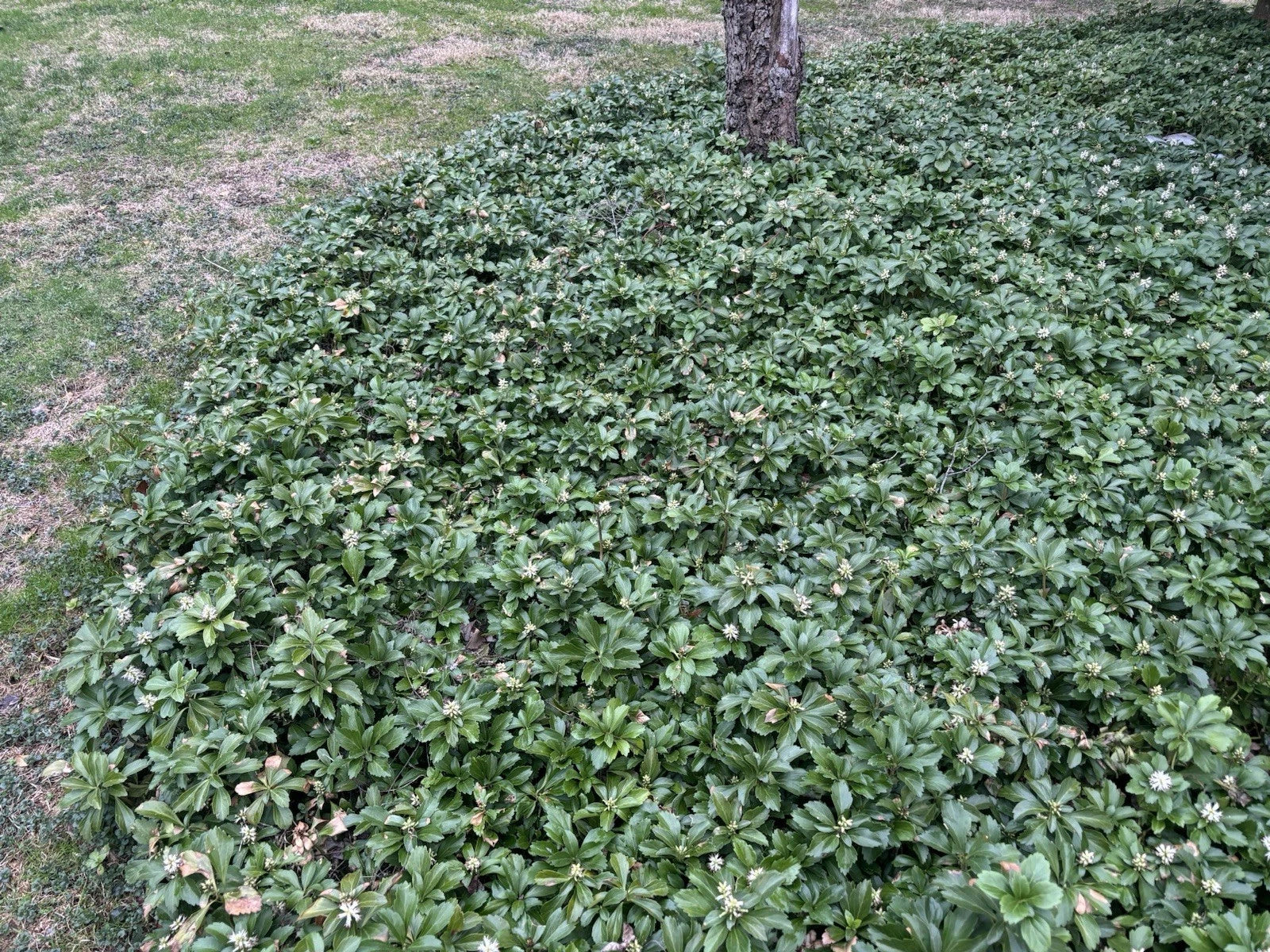 Pachysandra Ground Cover Plants - 20 Well-Established Plants with Roots - Pachysandra terminalis for Shade Gardens