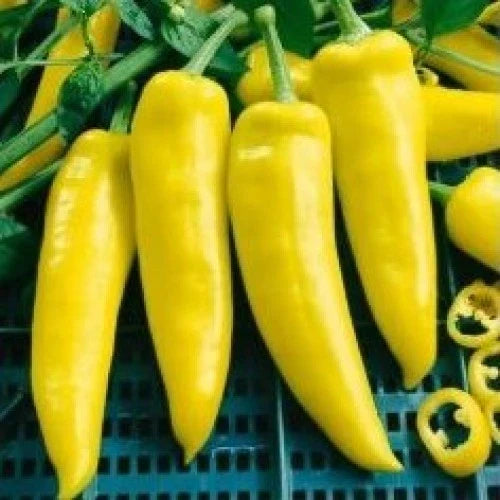 Hungarian Yellow Wax Hot Pepper Seeds – Capsicum annuum, Prolific, Early Maturing, Compact Plant, 20 Seeds