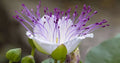 Caper Bush Seeds - 20 Pack - Culinary & Medicinal Herb - Perennial Capparis Spinosa for Garden or Container Planting