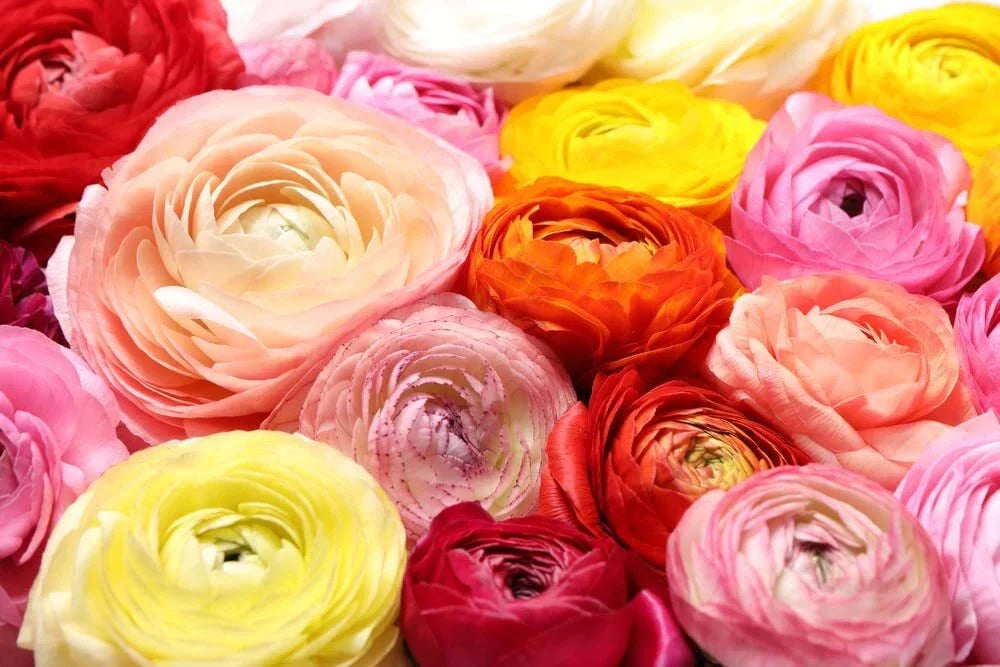 Ranunculus Bulbs Mix Color - Flowering Planting Bulbs - Ranunculus asiaticus - Vibrant Multi-Color Flowers