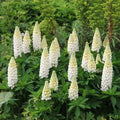 Russell Lupine Seeds 50 Count - Noble Maiden White Perennial Flower for Bees & Hummingbirds - Lupinus polyphyllus