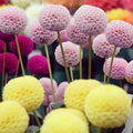 25 Pompom Dahlia Seeds - Colorful Perennial Flower Seeds for Garden Beds & Borders - Dahlia pinnata