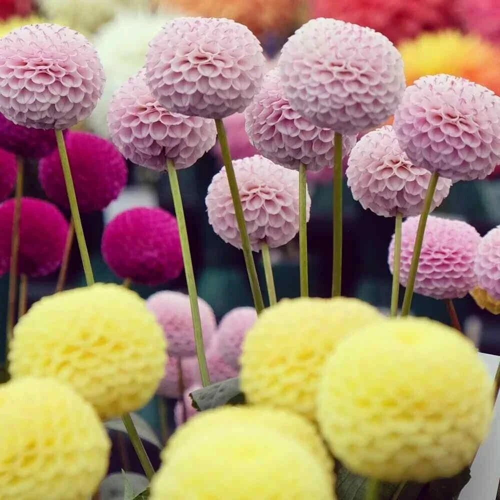 25 Pompom Dahlia Seeds - Colorful Perennial Flower Seeds for Garden Beds & Borders - Dahlia pinnata