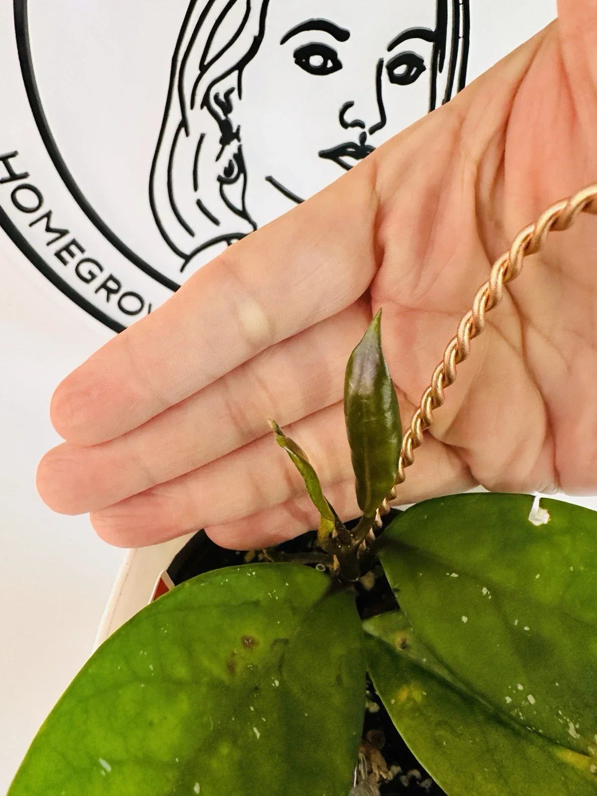 Hoya pubicalyx Houseplant - Jungle Garden Variety - Indoor Vining Plant in 4-Inch Pot - Tropical, Fragrant, Easy Care