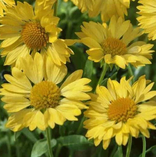 Gaillardia 'Golden Goblin' Seeds | Blanket Flower | Bright Yellow & Red Flowers | Gaillardia aristata Flower Seeds