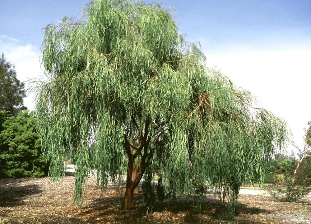 Shoestring Acacia Willow Tree Seeds - 30 Pack, Drought Tolerant, Fast-Growing Acacia salicina, Deciduous Tree Seeds for Landscaping
