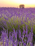 Set of 2 Provence Lavender Plants Live Rooted Herbs Fragrant Purple Blooms Lavandula angustifolia