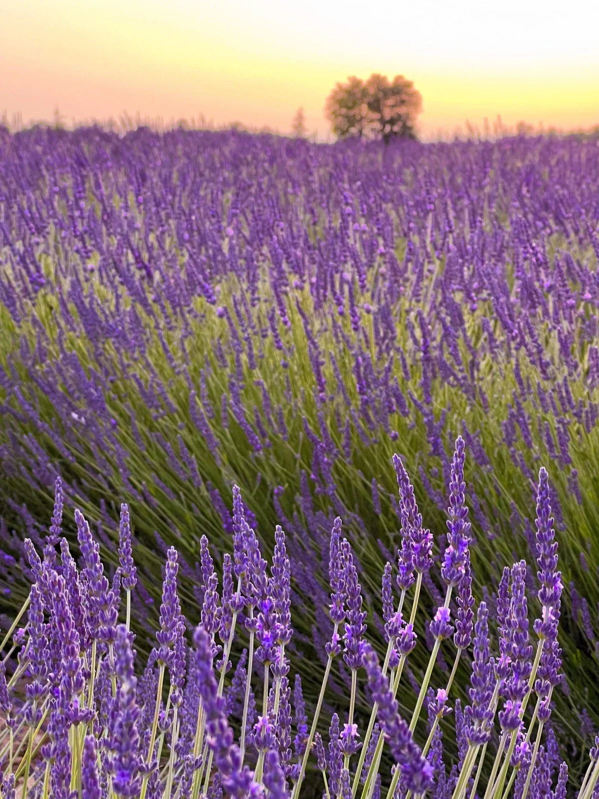 Set of 2 Provence Lavender Plants Live Rooted Herbs Fragrant Purple Blooms Lavandula angustifolia