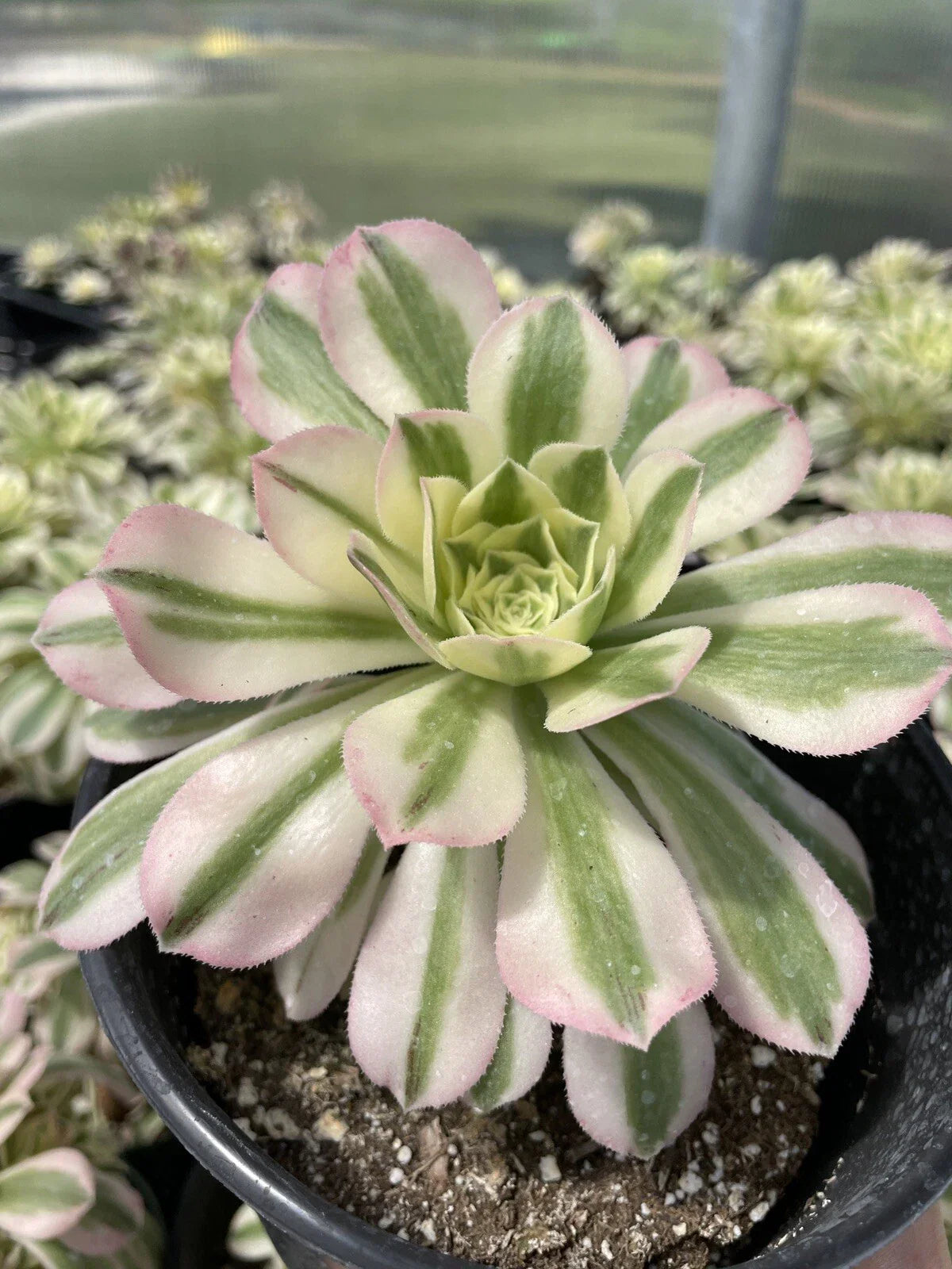 Live Succulents 3.5” Variegated Aeonium arboreum 'Variegatum' Cutting for Indoor & Outdoor Gardening