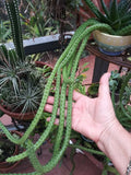 Red Dragon Stapelia Succulent - 3 Rooted Pieces - Stapelia gigantea - Drought-Tolerant Indoor or Outdoor Plant