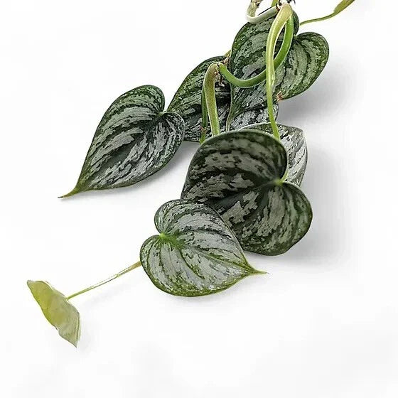 Philodendron Cuttings 5 Unrooted Green Stem Propagation Silver Philodendron Philodendron brandtianum
