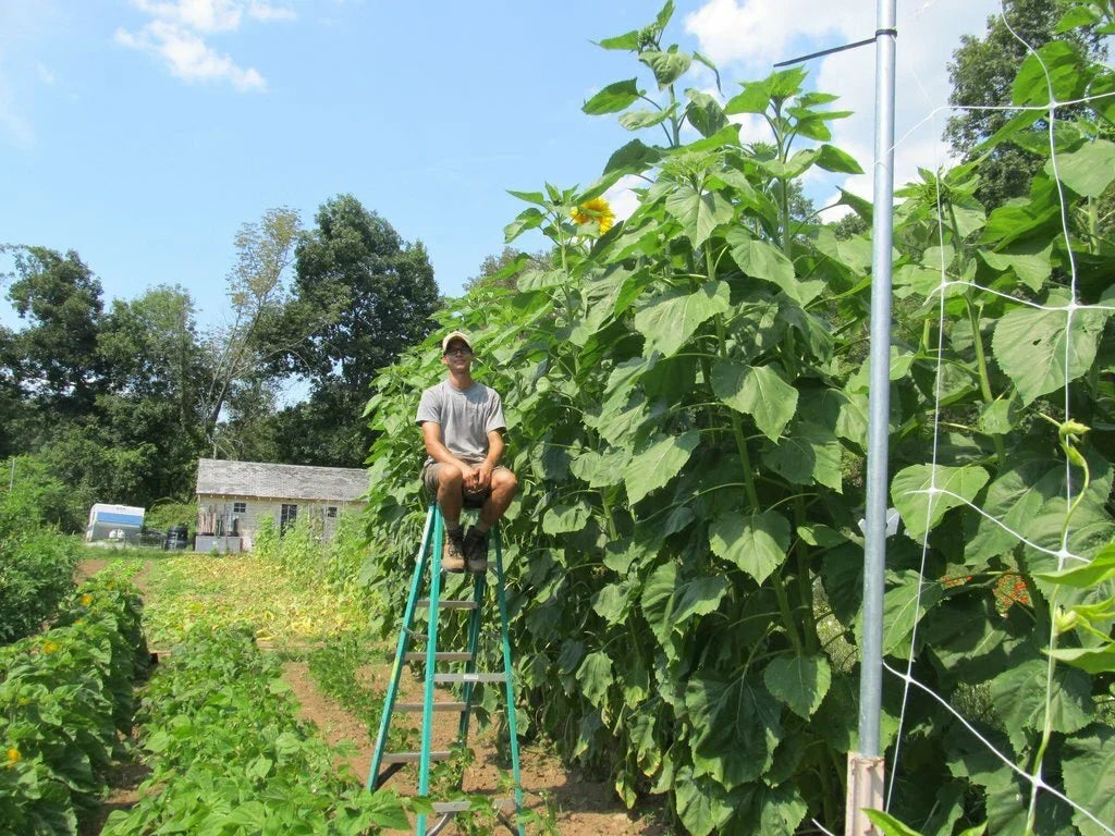 Skyscraper Sunflower Seeds - 35+ Giant Helianthus annuus for Tall, Vibrant Yellow Blooms - Easy to Grow Wildflower Seeds
