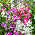 Twinkle Tall Phlox Seeds - 100+ Mix for Garden Planting - Phlox paniculata - Vibrant Colors, Perennial, Full Sun to Partial Shade