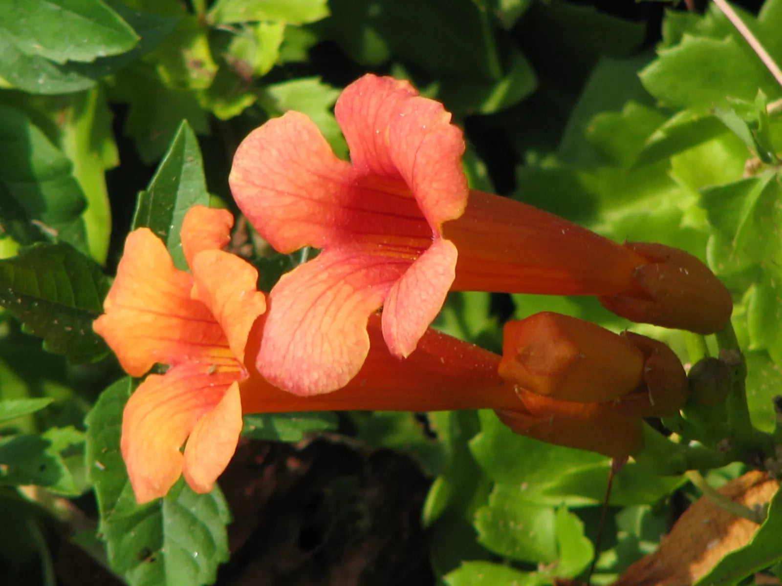 Campsis radicans Hummingbird Vine Seeds – 40 Orange Red Trumpet Flower Seeds for Climbing Trellises & Fences