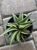 Rare Succulent in 4-Inch Pot, Haworthia limifolia Variegated, Unique Houseplant, Easy Care Indoor Plant, Gift-Friendly