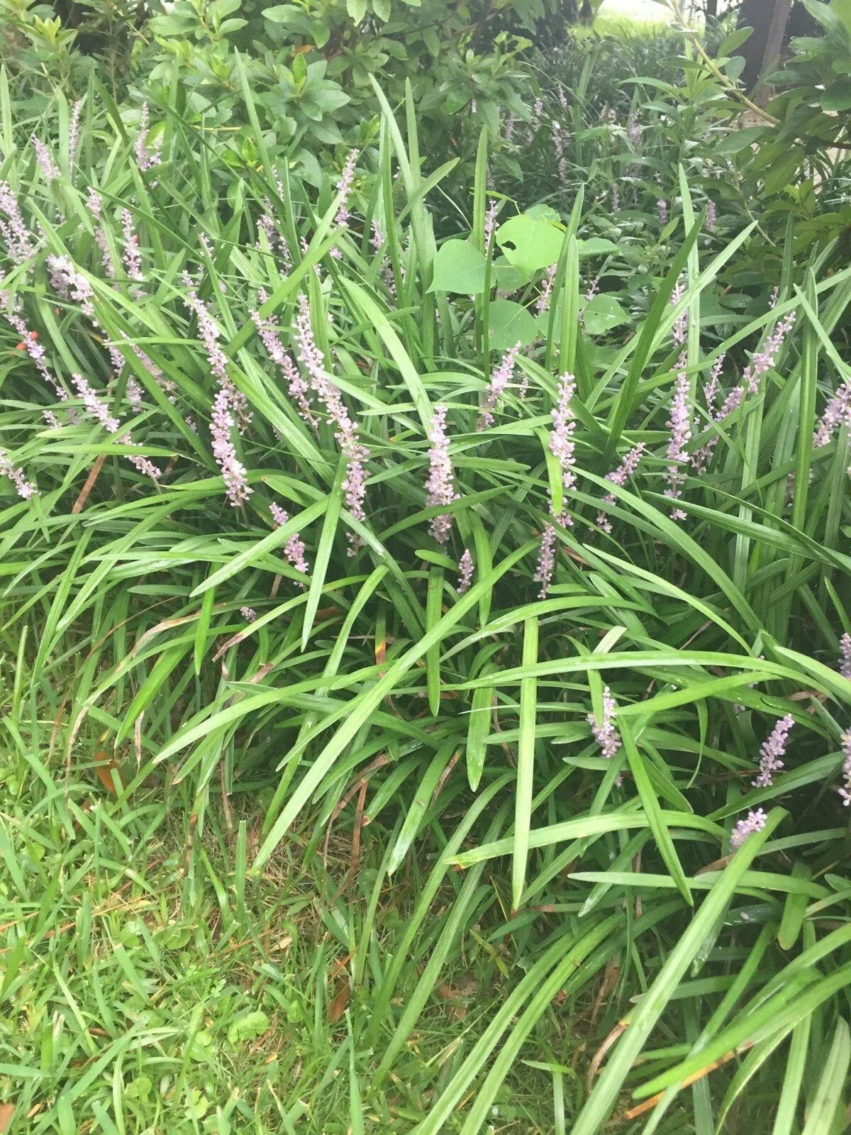 Monkey Grass Plants - 100 Bare Root Evergreen Border Plants Liriope muscari for Landscaping and Ground Cover