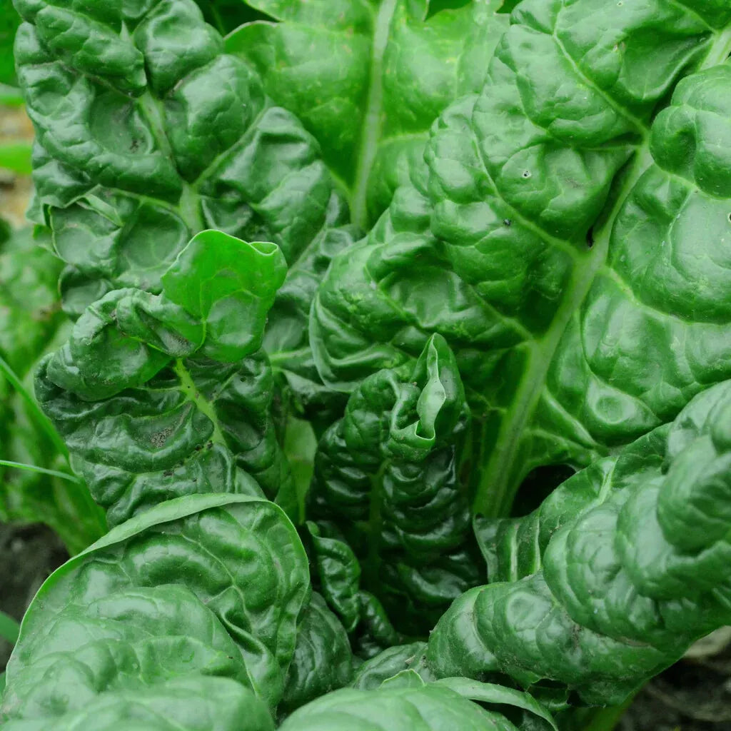 Perpetual Spinach Swiss Chard Seeds - NON-GMO, Heirloom Beta vulgaris, Salad Greens, Organic, Full Sun, Container Gardening