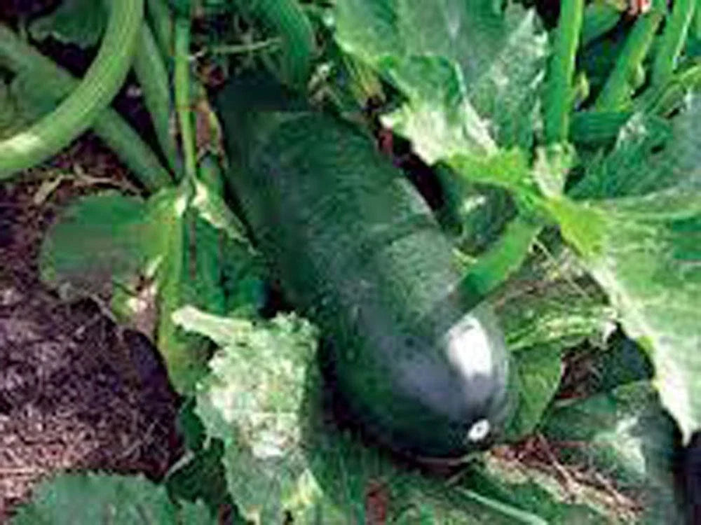 Heirloom Long Dark Green Zucchini Seeds – Non-GMO Cucurbita pepo, 100+ Seeds for Home Garden & Container Growing