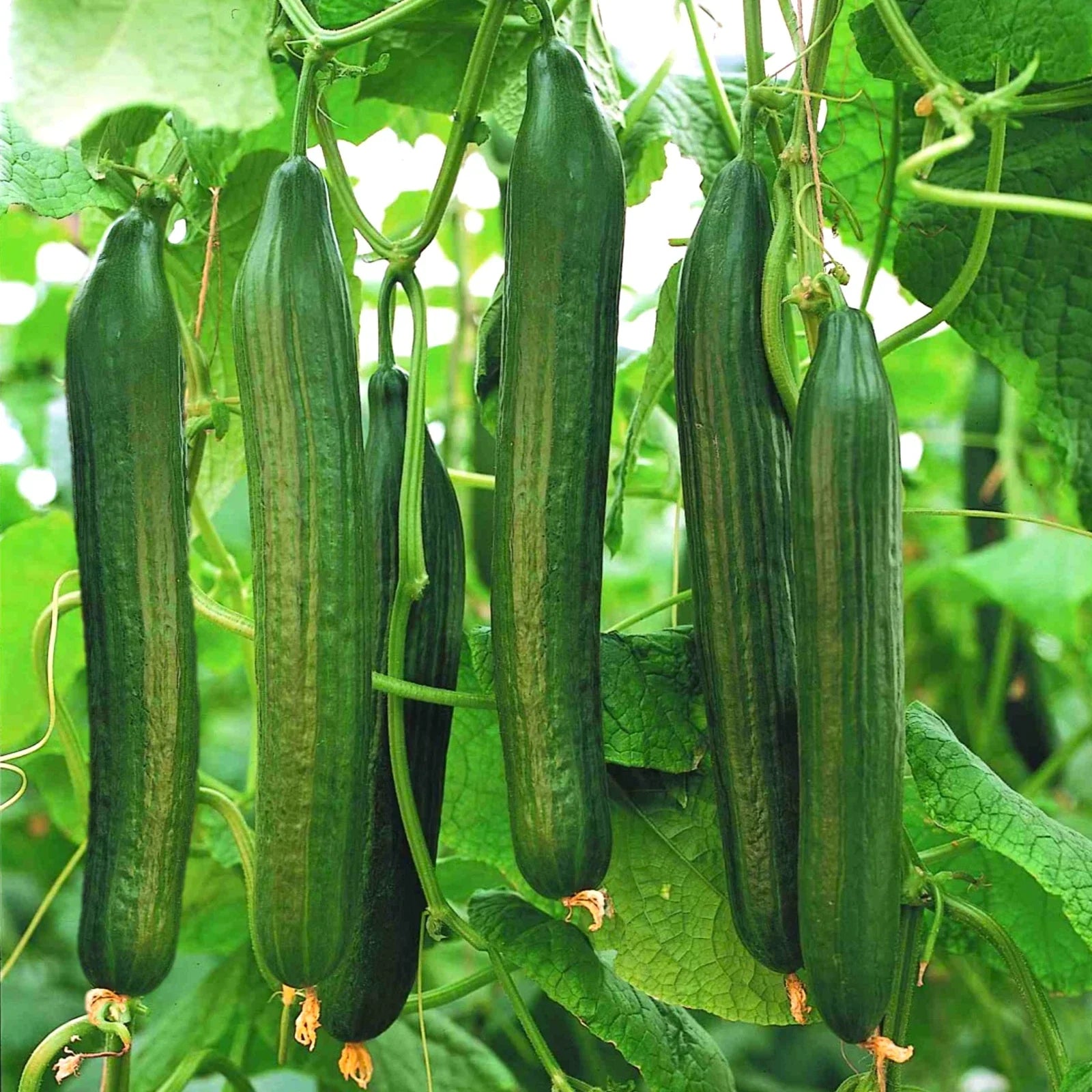 English Telegraph Burpless Cucumber Seeds | Heirloom Crisp Cucumbers for Salad & Pickling | Cucumis sativus