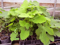 Brown Turkey Fig Live Rooted Plant - Ficus carica, Easy to Grow, Healthy Cutting for Home Garden