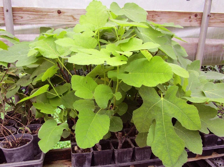 Brown Turkey Fig Live Rooted Plant - Ficus carica, Easy to Grow, Healthy Cutting for Home Garden
