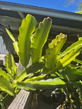 Fresh Dragon Fruit Cuttings - 7" Long, Mixed Premium Varieties, Hylocereus spp., Florida Grown